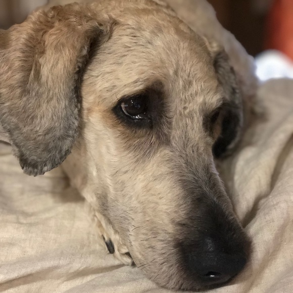 Meet your Posher, Deborah - Picture 1 of 1